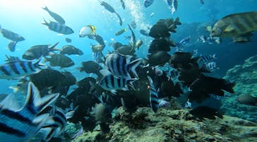 青の洞窟専門店　沖縄ダイビングショップ和に投稿された画像（2022/7/19）