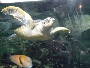 九十九島水族館海きららに投稿された画像（2022/7/19）