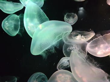 九十九島水族館海きららに投稿された画像（2022/7/19）