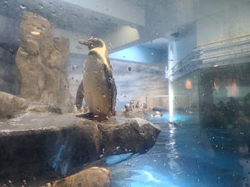 新江ノ島水族館に投稿された画像（2022/7/19）