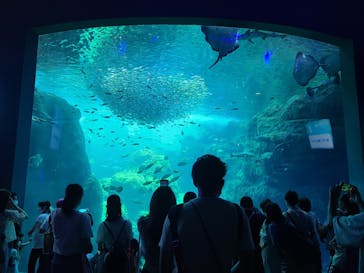 新江ノ島水族館に投稿された画像（2022/7/19）
