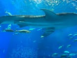 沖縄美ら海水族館に投稿された画像（2022/7/20）