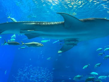 沖縄美ら海水族館に投稿された画像（2022/7/19）
