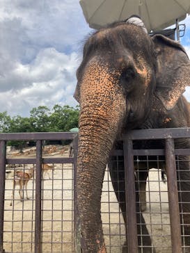 那須サファリパークに投稿された画像（2022/7/20）