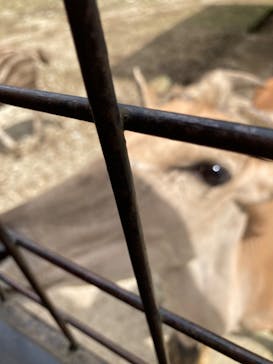 那須サファリパークに投稿された画像（2022/7/20）