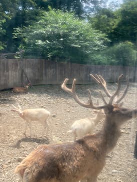 那須サファリパークに投稿された画像（2022/7/20）