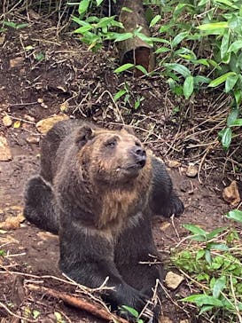 サホロリゾート　ベア･マウンテンに投稿された画像（2022/7/20）