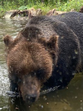 サホロリゾート　ベア･マウンテンに投稿された画像（2022/7/20）