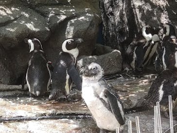 サンシャイン水族館に投稿された画像（2022/7/20）
