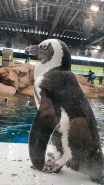 京都水族館に投稿された画像（2022/7/20）