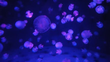 京都水族館に投稿された画像（2022/7/20）