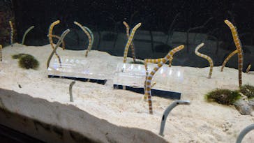 京都水族館に投稿された画像（2022/7/20）