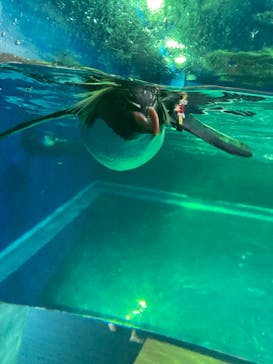 島根県立 しまね海洋館に投稿された画像（2022/7/20）