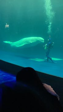 島根県立 しまね海洋館に投稿された画像（2022/7/20）