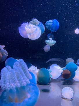 島根県立 しまね海洋館に投稿された画像（2022/7/20）