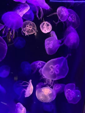 島根県立 しまね海洋館に投稿された画像（2022/7/20）