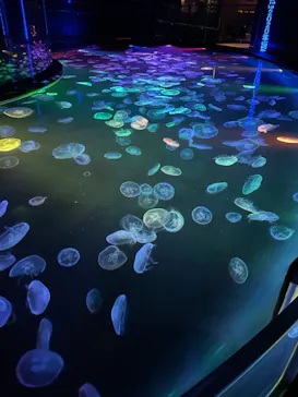 すみだ水族館に投稿された画像（2022/7/20）