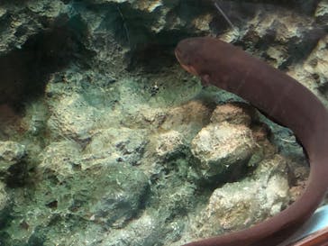 しながわ水族館に投稿された画像（2022/7/20）