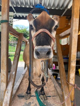 まかいの牧場に投稿された画像（2022/7/20）