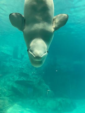 名古屋港水族館に投稿された画像（2022/7/20）