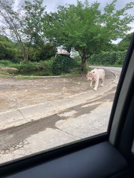 群馬サファリパークに投稿された画像（2022/7/21）