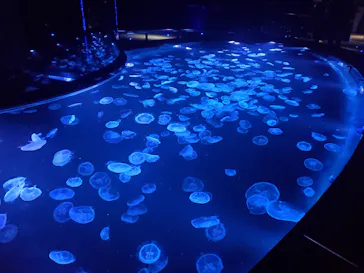 すみだ水族館に投稿された画像（2022/7/21）