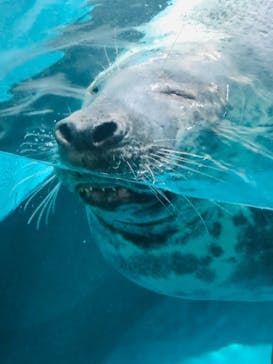 大分マリーンパレス水族館 「うみたまご」に投稿された画像（2022/7/21）