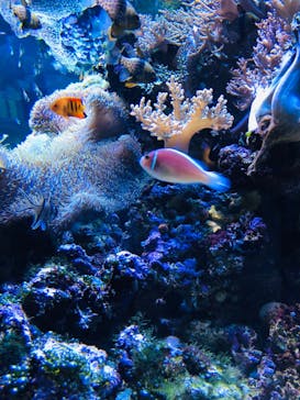 大分マリーンパレス水族館 「うみたまご」に投稿された画像（2022/7/21）