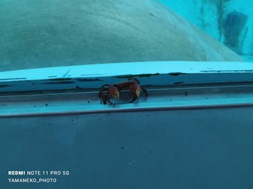 南知多ビーチランド＆南知多おもちゃ王国に投稿された画像（2022/7/21）