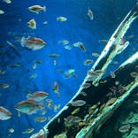 サンシャイン水族館に投稿された画像（2022/7/21）