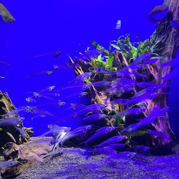 サンシャイン水族館に投稿された画像（2022/7/21）