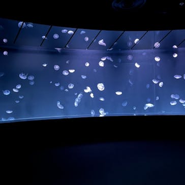 サンシャイン水族館に投稿された画像（2022/7/21）