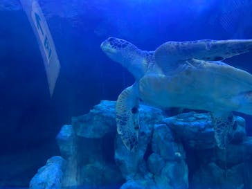 しながわ水族館に投稿された画像（2022/7/21）