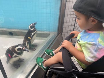 しながわ水族館に投稿された画像（2022/7/21）