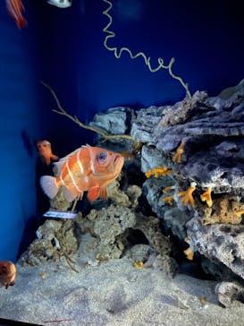 沖縄美ら海水族館に投稿された画像（2022/7/21）