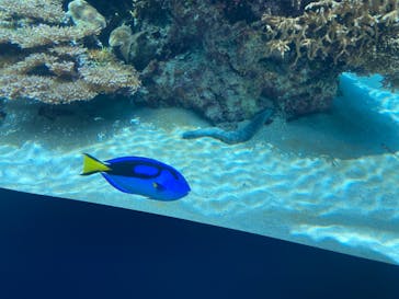 沖縄美ら海水族館に投稿された画像（2022/7/21）