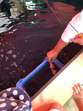 西武園ゆうえんちに投稿された画像（2022/7/21）