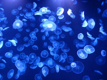 すみだ水族館に投稿された画像（2022/7/21）