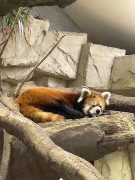 那須どうぶつ王国に投稿された画像（2022/7/21）