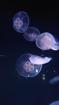 サンシャイン水族館に投稿された画像（2022/7/21）