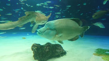 サンシャイン水族館に投稿された画像（2022/7/21）