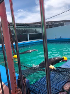 ゼロ距離水族館 伊勢シーパラダイスに投稿された画像（2022/7/21）