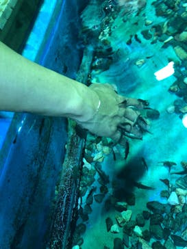 ゼロ距離水族館 伊勢シーパラダイスに投稿された画像（2022/7/21）