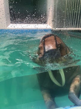 ゼロ距離水族館 伊勢シーパラダイスに投稿された画像（2022/7/21）