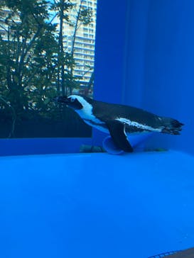 サンシャイン水族館に投稿された画像（2022/7/21）