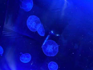 サンシャイン水族館に投稿された画像（2022/7/21）