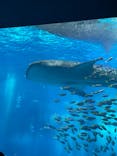 沖縄美ら海水族館に投稿された画像（2022/7/21）