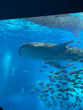 沖縄美ら海水族館に投稿された画像（2022/7/21）