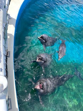 沖縄美ら海水族館に投稿された画像（2022/7/21）