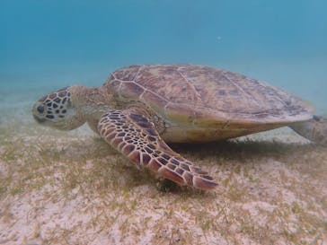 宮古島 ADVENTURE PiPi（ミヤコジマ アドベンチャー ピピ）に投稿された画像（2022/7/21）